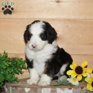 Blue Jay – F1, Bernedoodle Puppy